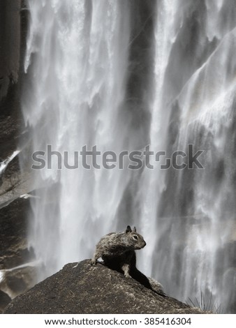 Squirrel with a Waterfall background, Yosemite, California