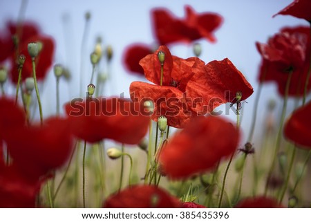 Red poppy Flowers in June in Rhineland-Palatinate, Germany