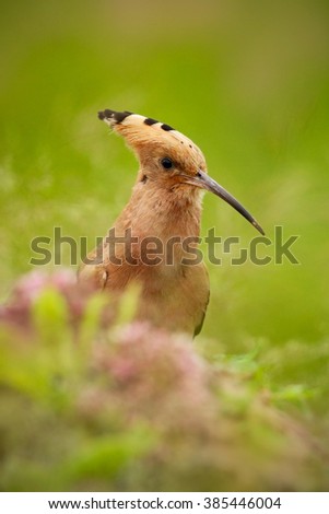Hoopoe, Upupa epops, beautiful bird sitting in the grass, bird with orange crest from Spain.