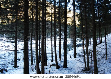 dense forest with snow
