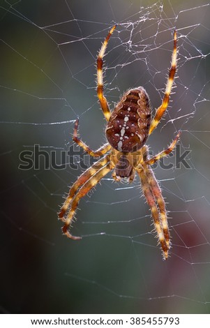 Aranea diademata the european common garden spider. A very beautiful animal that helps eating mosquito and other pests