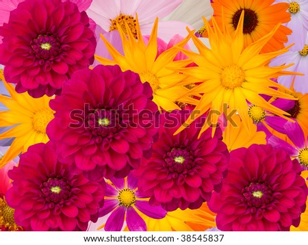 Flowers  decorative