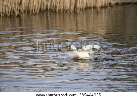 white domestic duck,white duck,white,duck,splashing,splashes,splash,water,wildlife,nature,