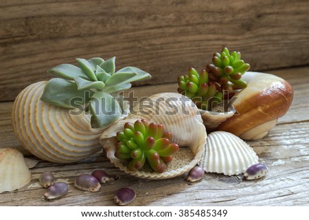 Succulents planted in seashells. Royalty-Free Stock Photo #385485349