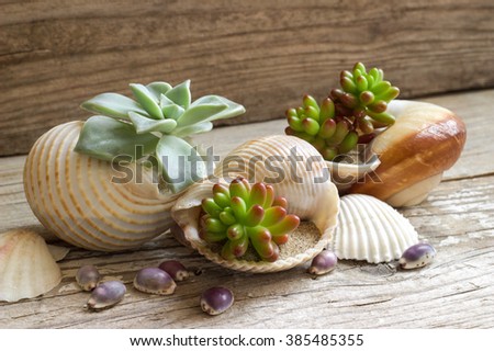 Cactus planted in seashells. Royalty-Free Stock Photo #385485355