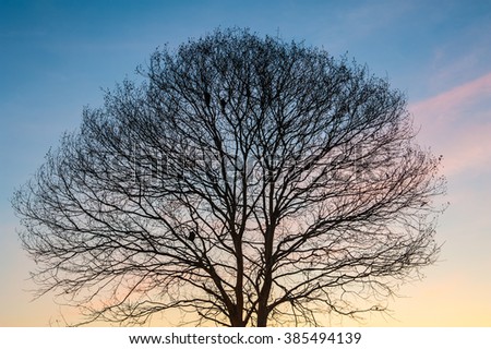 sunrises in the morning sky, clouds and beautiful tree