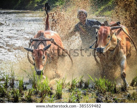 A jockey steers two bulls across the muddy paddy fields Padang, Indonesia - August 2015