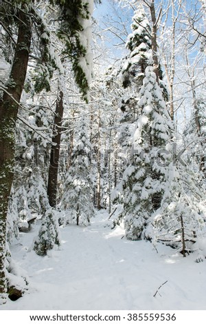 Snowy path through pine woods on a clear, winter day in Maine.