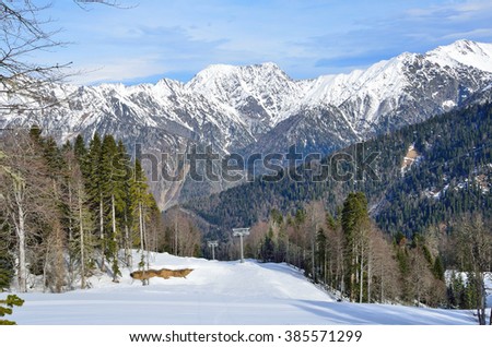 Slopes in the ski complex "GAZPROM". Krasnaya Polyana. Sochi