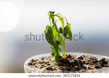 wilted pot plant Royalty-Free Stock Photo #385575856