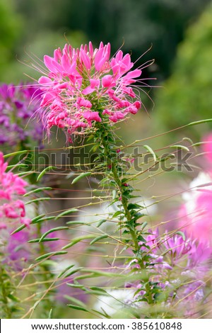 Pink And White Spider flower(Cleome hassleriana) in the garden