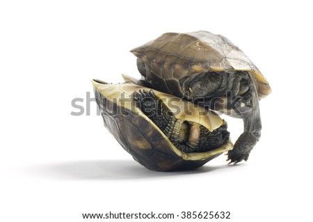 Two red slider turtle on each other on white background.