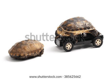 Two turtles with toy car over white background.