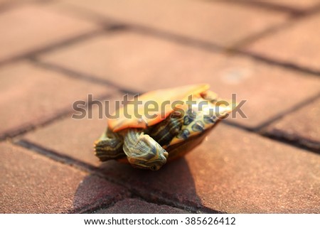 Terrapin turtle tipping in shell.