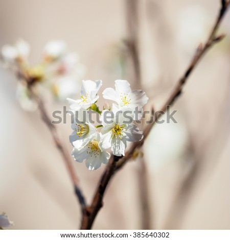 Cherry flowers Sakara