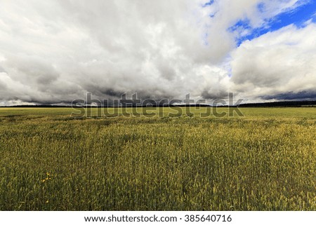  agricultural field on which unripe green grass grows