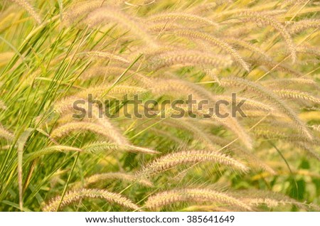 Flower grass impact sunlight for background textures