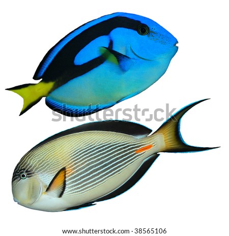   tropical reef fish