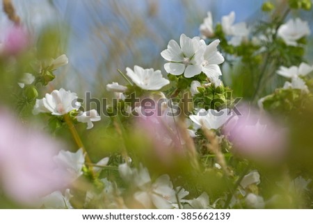 musk mallow grows on the roadside along the A28 in Hoogeveen Royalty-Free Stock Photo #385662139