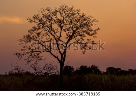 Silhouette tree  with sunset sky