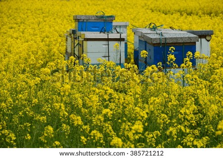 Bee hives in a canola field