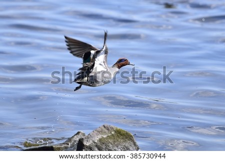 Common teal, duck, flying over the river.