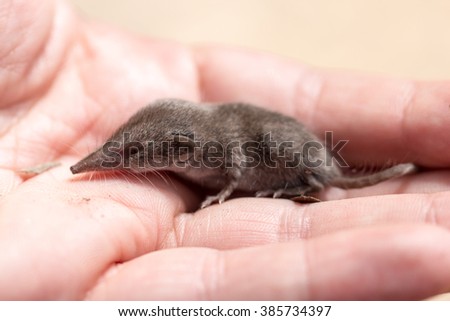 shrew mouse Royalty-Free Stock Photo #385734397