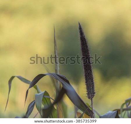 Reed on a blurred background.
