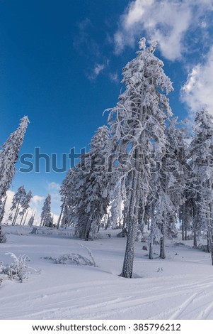snow and trees
