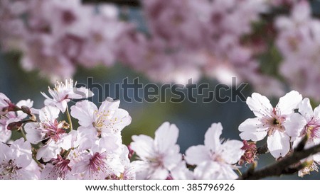 The Sakura. Cherry Blossom in Taiwan. Beautiful Pink Flowers