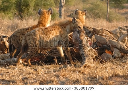 A cackle of hyenas scavenge the carcass of a giraffe killed by a pride of lions the night before, Kruger National Park, South Africa