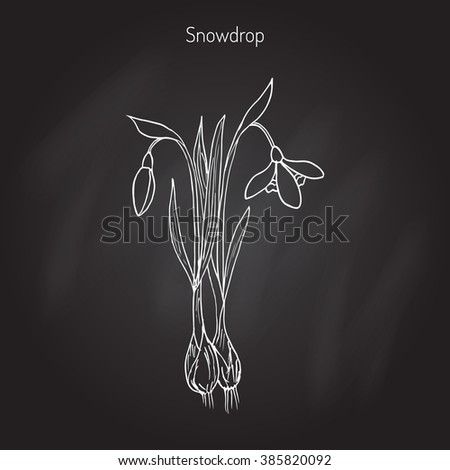 Snowdrop (Galanthus nivalis), early spring flower. Hand drawn botanical vector illustration