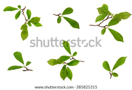 Magnolia leaf isolated on a white background