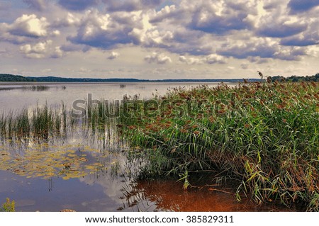 lake reeds Latvia summer