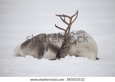 Sleeping reindeers in natural environment.Troms region.Northern Norway