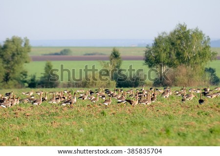 During spring migration some thousands of Greater white-fronted gooses (Anser albifrons) stay for the rest and feeding in Moscow region, Russia