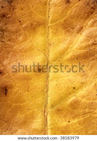 Structure of autumn leaf.Macro image