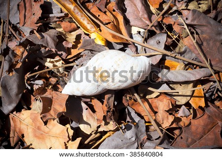 dry autumn leaves and a shell