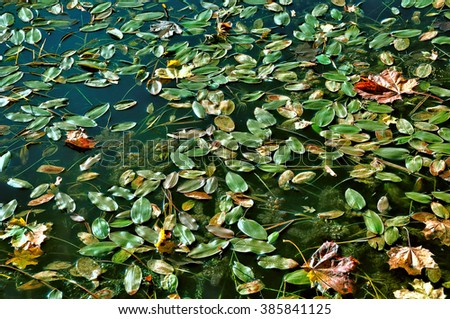 autumn leaves in the water in the pond