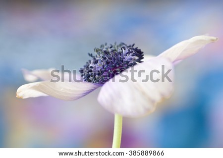 White flower in pastel background