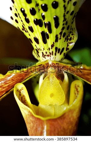 Close-up of a Lady's slipper flower 