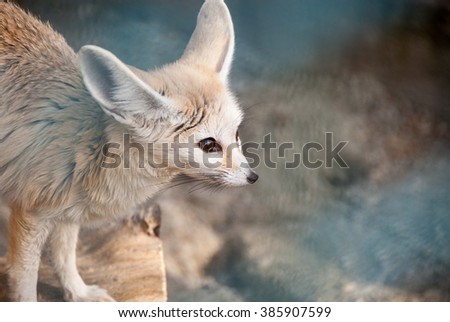 Little African Fox