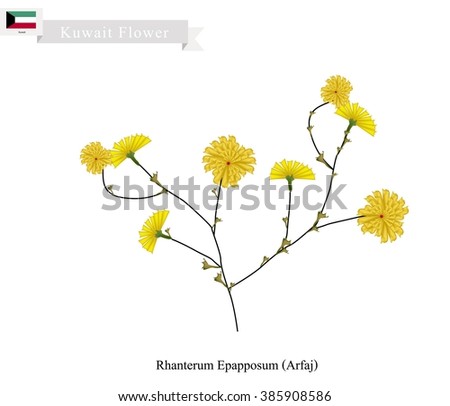 Kuwait Flower, Illustration of Yellow Rhanterum Epapposum or Arfaj. One of The Most Popular Flower in Kuwait.
