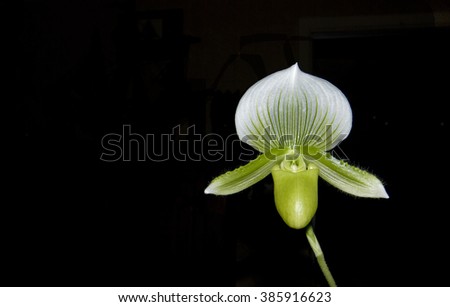 The venus orchid or Calypso Bulbosa. 