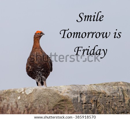 A concept pictures of a red grouse perched on a rock, apparently saying 'Tomorrow is Friday'