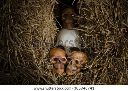 still life style of the genocide skulls left on dried straw