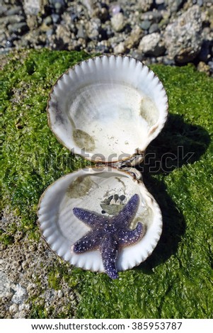   picture of a purple starfish, taken on a beach on Salt Spring Island,BC,Canada.                             