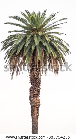 A palm tree with a white background.   Royalty-Free Stock Photo #385954255