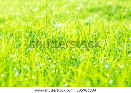 Abstract natural backgrounds grass