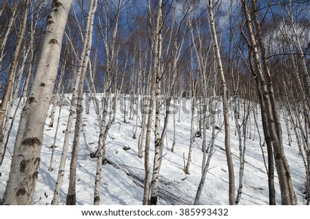Brich forest in winter